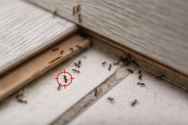 Wasp Removal Services in Dunlap, IN